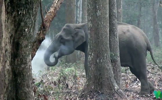 Защо този слон „диша дим”? (видео)