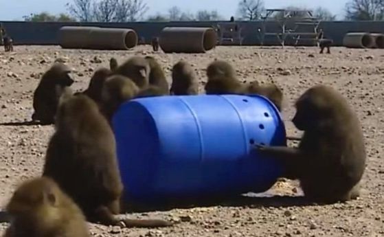 ОПГ от маймуни избяга от лаборатория в Тексас (видео)