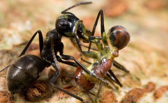 Новооткрит вид мравки се взривяват, за да защитят своята колония