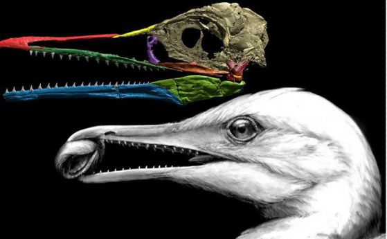 Учените откриват първата човка на птица точно под своя и нейния нос (видео)