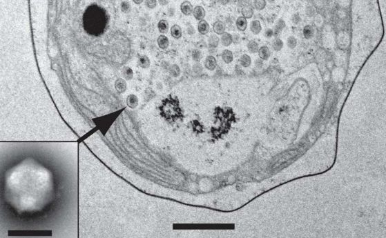 Учените откриха гигантски вирус край бреговете на Хавай