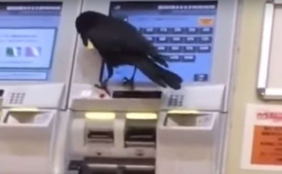 Врана открадна кредитна карта, за да си купи билет за влак (видео)