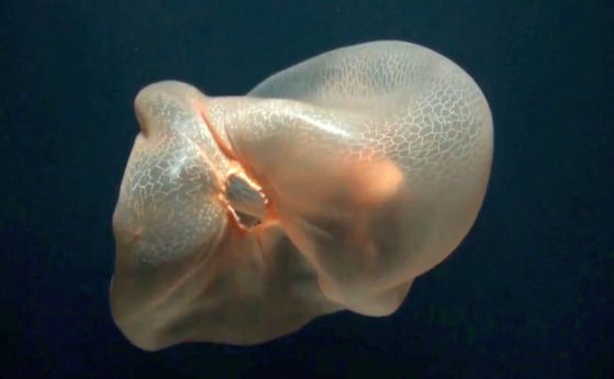 Заснеха загадъчна медуза, която изглежда като найлонова торбичка (видео)