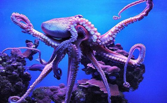 Скандална статия твърди, че октоподите са дошли от космоса