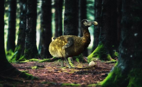 Биотехнологична компания планира да "възкреси" птицата Додо. А нужно ли е? Генетични и етични проблеми