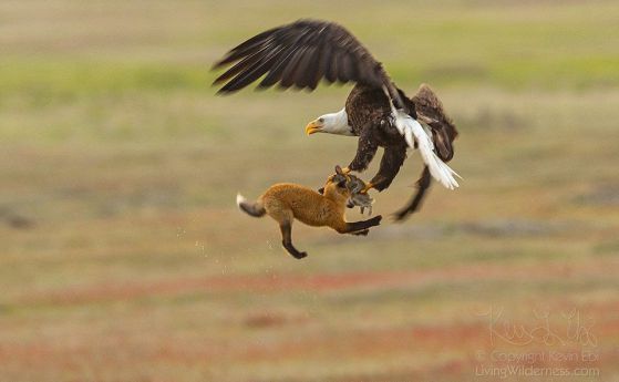 Орел издига лисиче, хванало заек. Какво е клептопаразитизъм (видео)