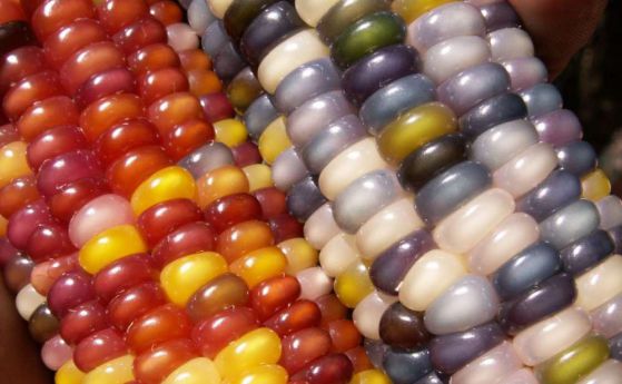 Тази многоцветна царевица е истинско индианско съкровище, а не ГМО