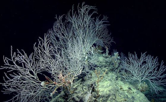 Учени откриха "тайна градина" от корали на хиляди метри под морското ниво (видео)