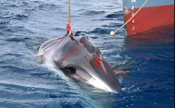 Японски китоловци убиха 122 бременни китове и 114 малки миналото лято