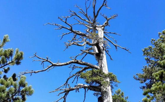 Най-старото дърво в Европа е на 1230 години и още расте