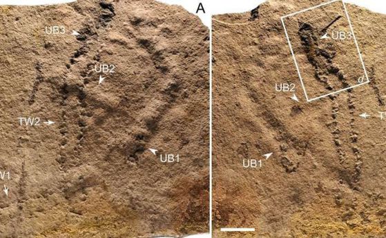 Откриха най-древните фосилни следи от краката на животни на Земята 