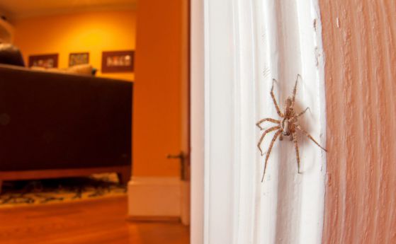 Защо не трябва да убивате паяците у дома си (видео)