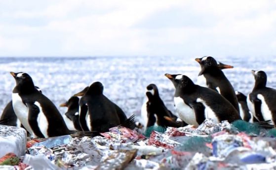 Има ли пингвини на острови от боклуци? Не, но засега (видео)