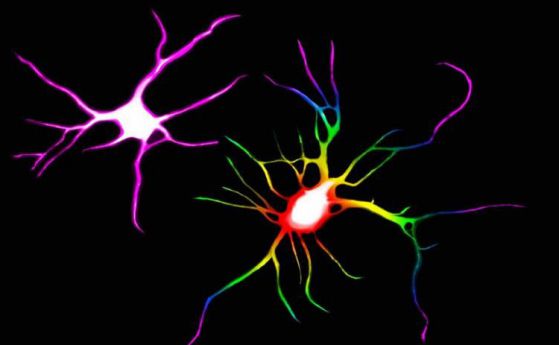 Доказаха, че психеделичните дроги могат да ремонтират невронните мрежи