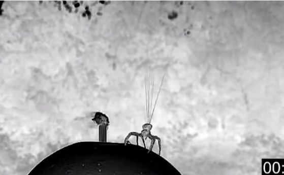 Паяци - парапланеристи проверяват силата на вятъра преди полет (видео)