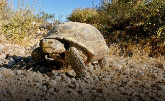 100-годишната костенурка избяга от къщи със скорост 0,01 км в час