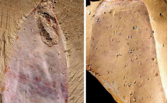 В Китай намериха фосили на нов вид на едно от най-древните животни