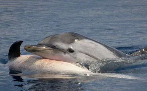 Могат ли да скърбят китовете и делфините (видео)