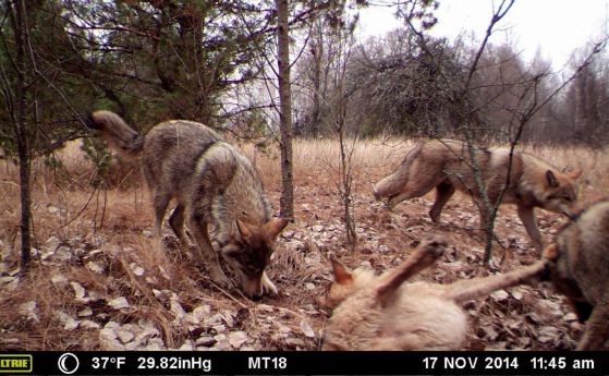 Разцвет на популацията на вълците в Чернобилския "резерват" (видео)