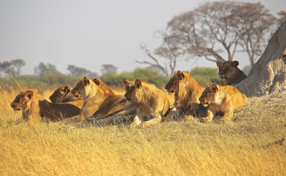 Лъвове са разкъсали бракониери на носорози