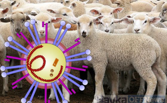 Заплахата от Турция: Чумата по овцете (видео)