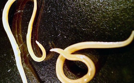 Сибирски червеи на 42 000 години се върнаха към живот след размразяване