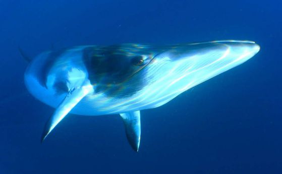 Ловът на китовете в Исландия най-сетне е прекратен (видео)