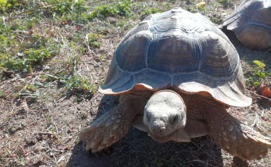 Вторите по големина костенурки в света след галапагоските живеят у нас (видео)