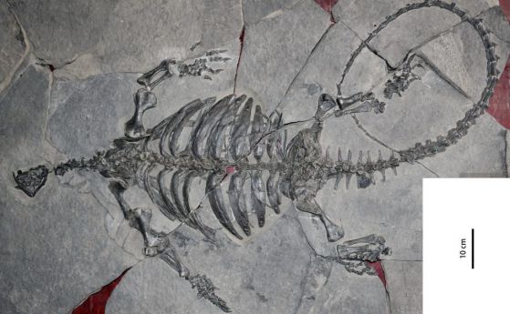 Фосил на костенурка на 228 млн г. показва, че еволюцията е мозаечна