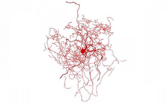Откриха странна нова клетка в човешкия мозък - "шипковиден неврон"