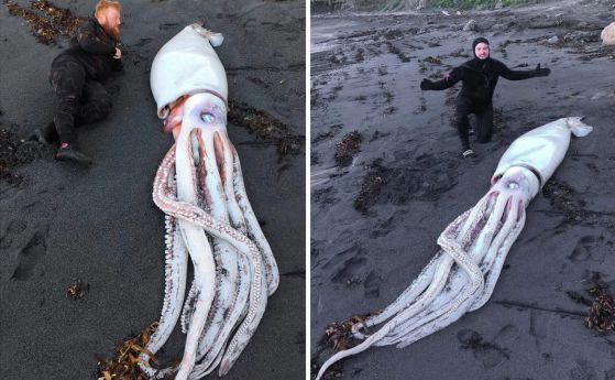 Гмуркачи намериха огромен 4-метров калмар на плаж в Нова Зеландия