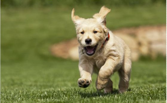 Редактирането на гени с CRISPR победи мускулната дистрофия при кучета