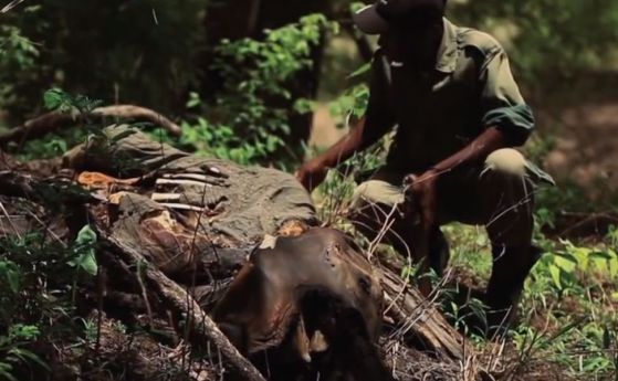 87 слона са заклани близо до резерват в Ботсвана (видео)