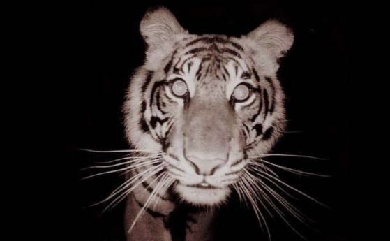 Един от най-редките тигри в света бе убит в капан за диви свине