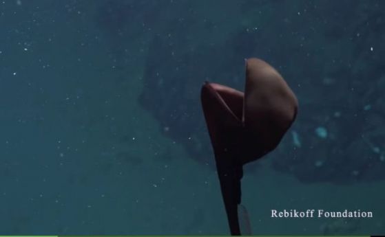 За първи път е заснета странна риба с глава, подобна на балон (видео)
