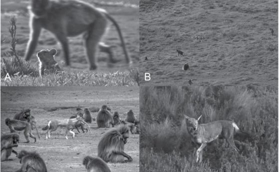 Маймуни и вълци създават съюз, напомнящ опитомяването от хората
