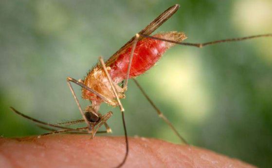 Ваксина няма да позволи на комарите да разпространяват малария