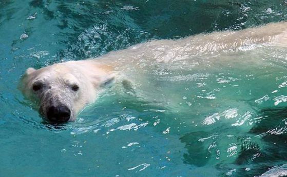 Загадката на високите нива живак в арктическите животни е разрешена