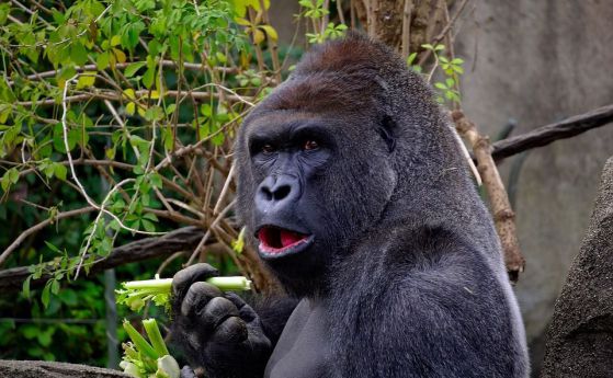 Защо Google Photos вече не разпознава горилите