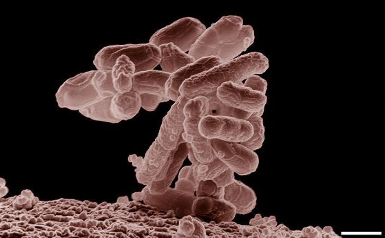 Най-дългата контролирана еволюция от 60 000 поколения бактерии