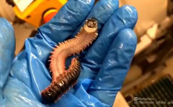 Зловещ "усмихнат" червей е изваден от дъното на океана (видео)