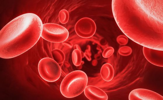 Открит е нов източник на кръвни клетки в човешкото тяло