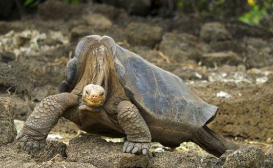 Самотният Джордж разкри защо гигантските костенурки живеят толкова дълго