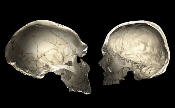 Имате ли неандерталска ДНК? Вижте формата на черепа си