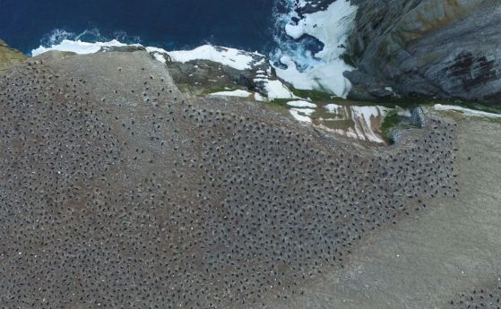 Тази суперколония от 1,5 милиона пингвини остана скрита за почти 3000 години (видео)