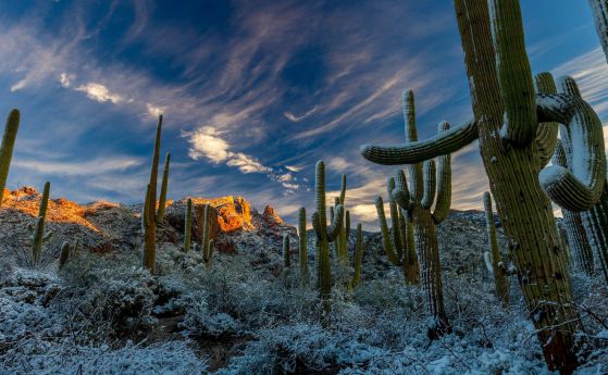 В пустините на Аризона наваля сняг по кактусите (галерия, видео)