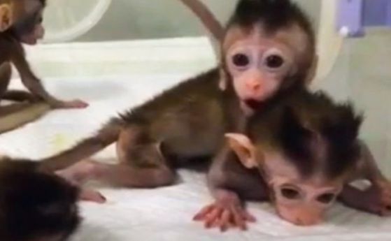 В Китай за пръв път клонираха генетично модифицирани маймуни (видео)