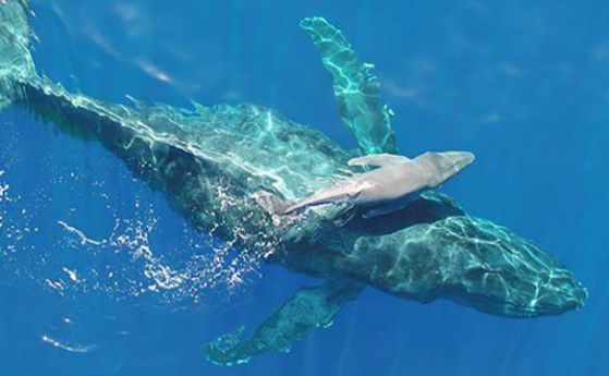 Редки кадри показват новородено на гърбат кит само 20 минути след раждането му (видео)