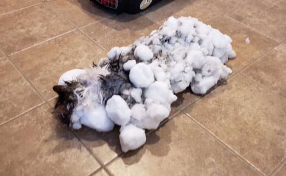 Замръзнала котка оживя след размразяването си
