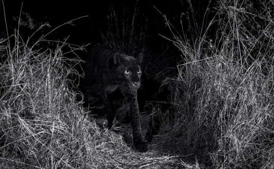 Черен леопард е заснет в Африка за първи път от 100 години (видео)